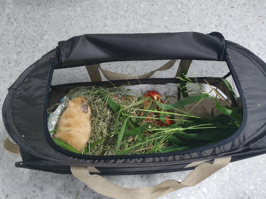 How to Transport Your Small Mammal to the Vet - These little piggies look pretty comfy in their setup with soft bedding and plenty of tasty snacks for the trip home!
