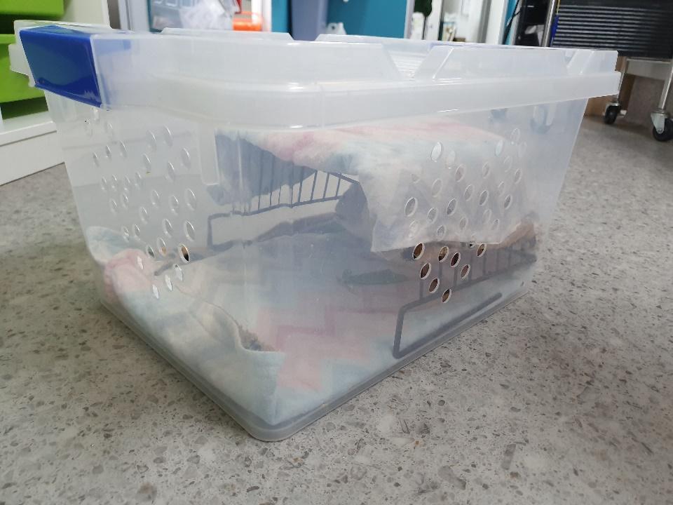 How to Transport Your Small Mammal to the Vet - This box is specially made for rats and is complete with soft bedding, a hide and ventilation.