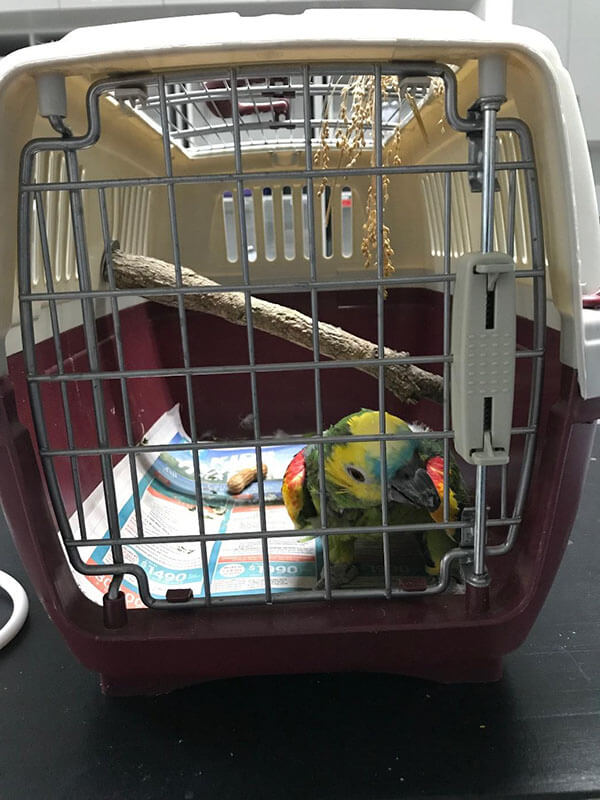 How to Transport Your Bird to the Vet - Carriers