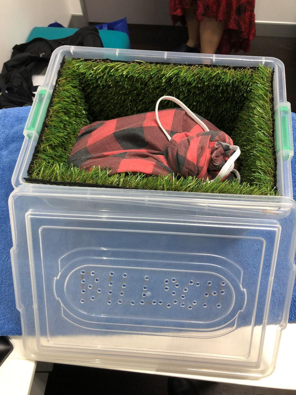 How to Safely Transport Reptiles to the Vet - This snake is secured in his very own pillow case, he is then placed in a plastic container lined with soft astroturf