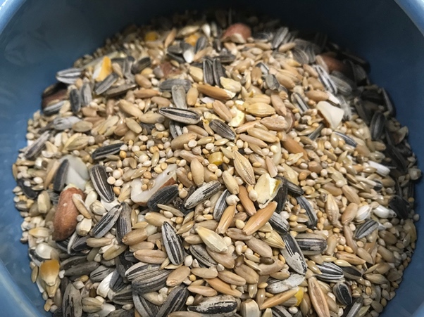 bowl of bird seed