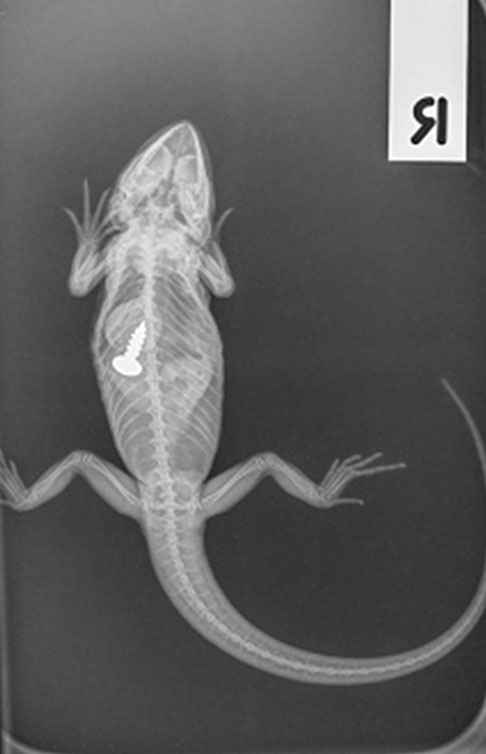 BBEVS Avian and Exotic Animals Radiography - Bearded Dragon