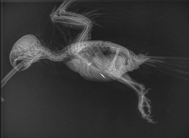 BBEVS Avian and Exotic Radiograph - Bird