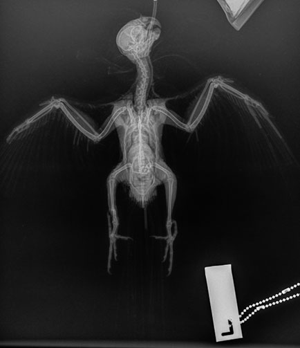 BBEVS Bird and Exotic Animal Radiographs - Cockatiel