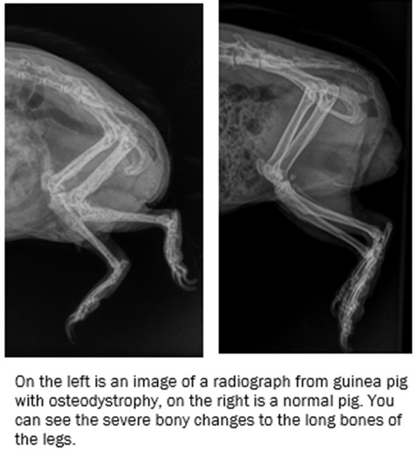 BBEVS Avian and Exotic Radiograph - Guinea Pig with osteodystrophy