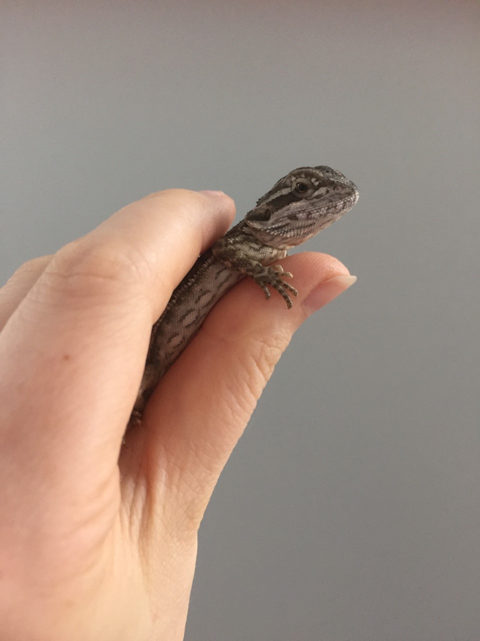 This tiny lizard is being a champ while restrained for his physical examination.  