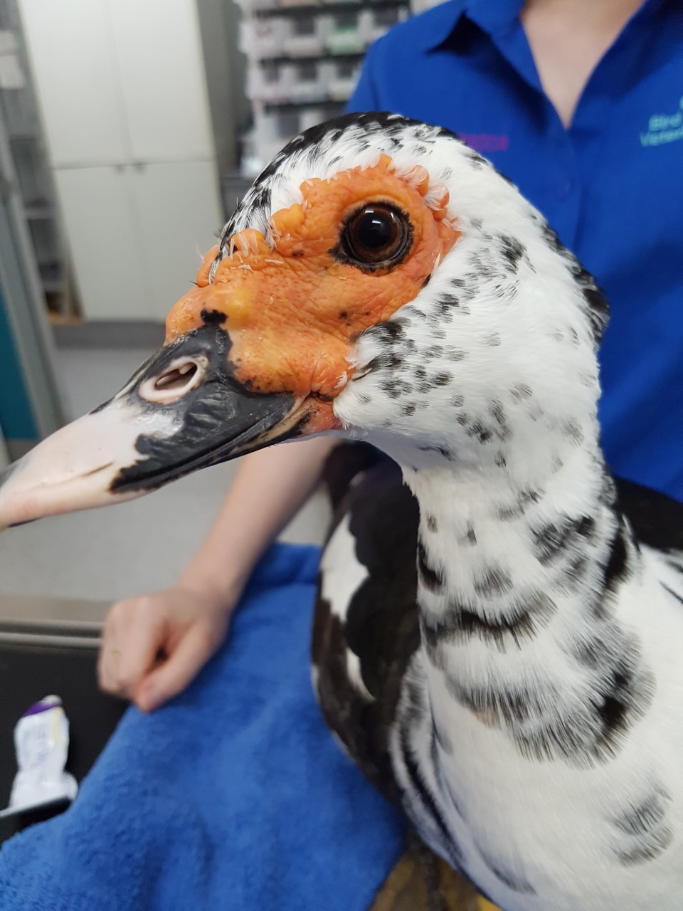 During the exam we make sure the nares and the eyes are clear – this lovely duck is a great example of lovely clear eyes and nares! 