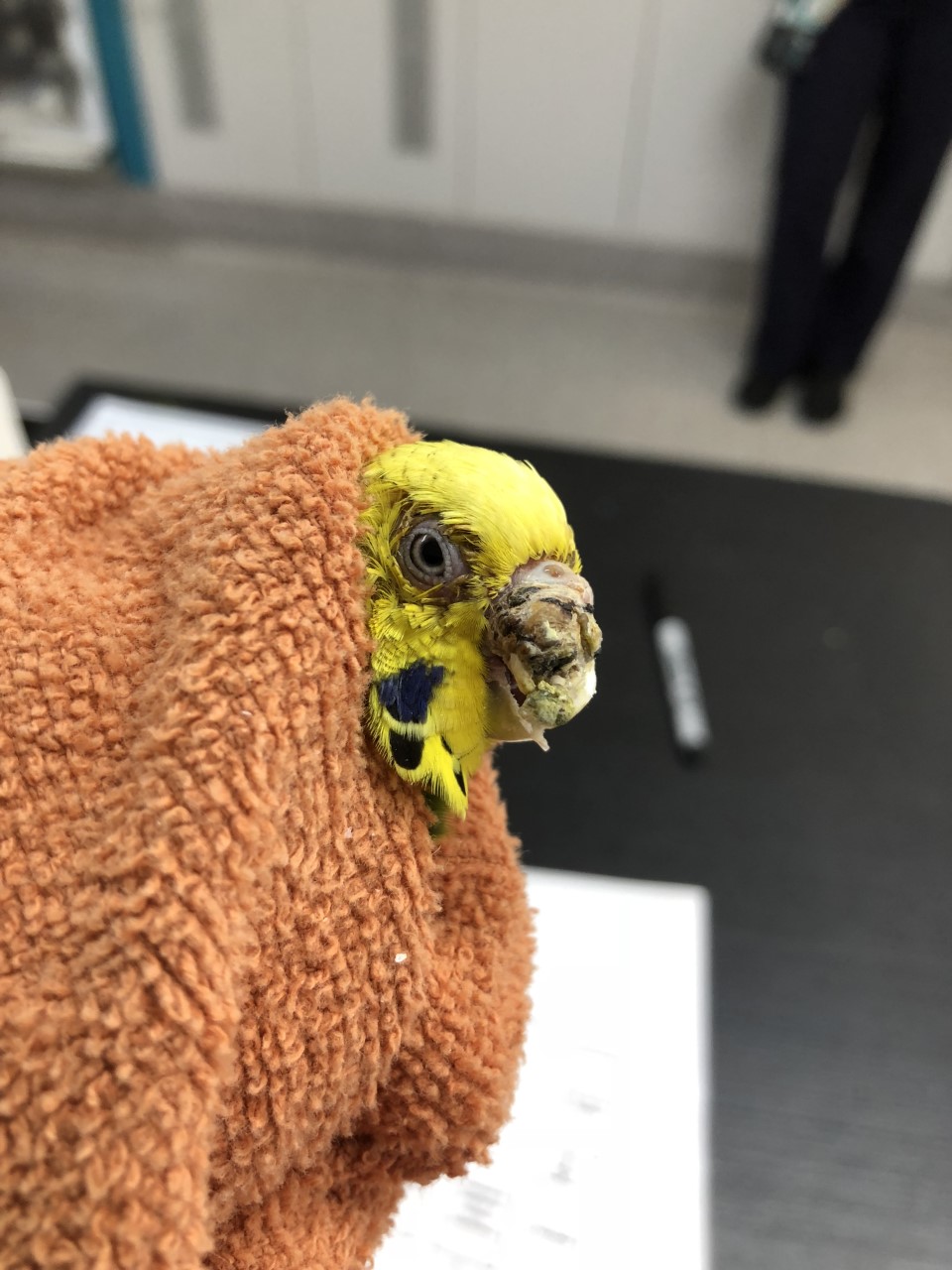 This budgie has a very abnormal beak – something that is easily determined with a thorough physical examination