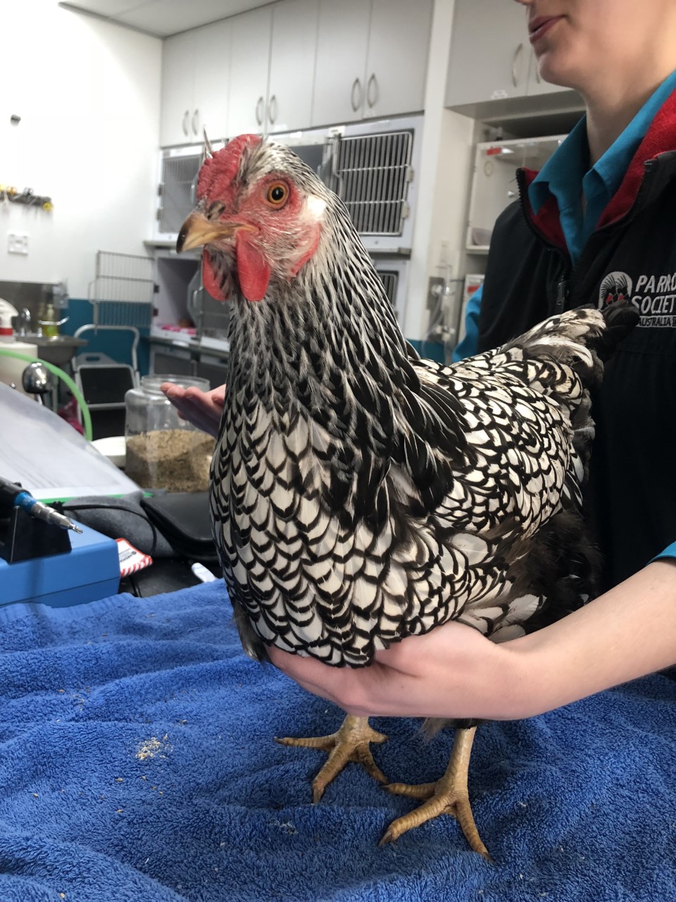 This chicken is being restrained by one of our lovely nurses for her physical exam – what a good girl!