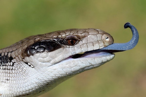 Bluetongue snake